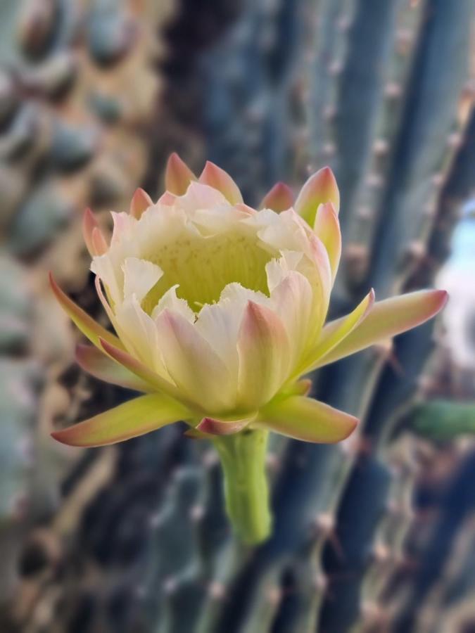 Cactus - Blooming Garden Apartments Kalamata Esterno foto